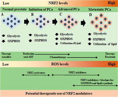 NRF2: A crucial regulator for mitochondrial metabolic shift and prostate cancer progression